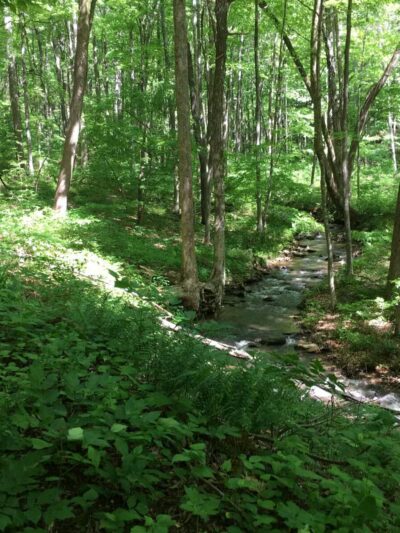 Rock Castle Gorge, East Trailhead - Woolwine, VA