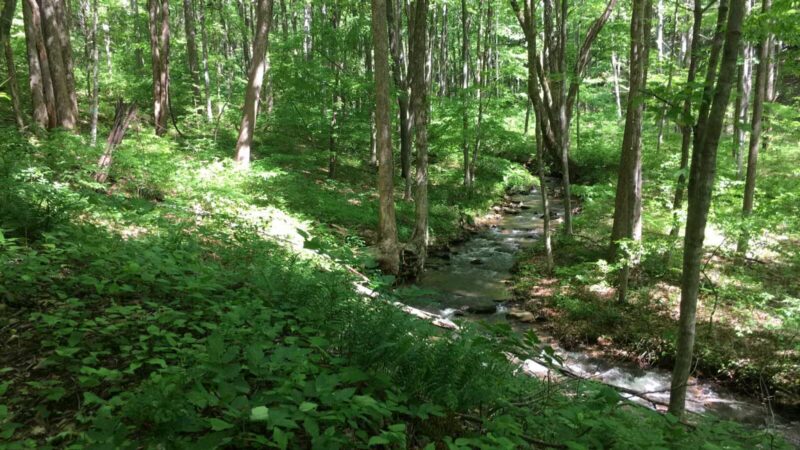 Rock Castle Gorge, East Trailhead - Woolwine, VA