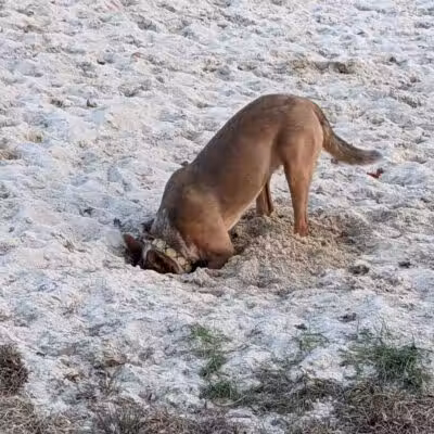 Lower Makefield Township Dog Park (Members Only) - Yardley, PA
