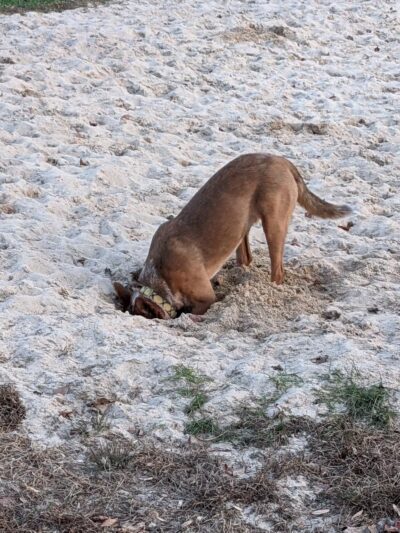 Lower Makefield Township Dog Park (Members Only) - Yardley, PA