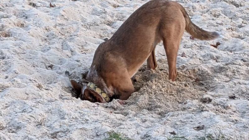 Lower Makefield Township Dog Park (Members Only) - Yardley, PA
