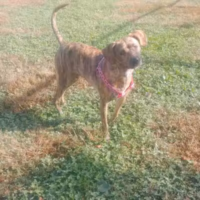 Lower Makefield Township Dog Park (Members Only) - Yardley, PA