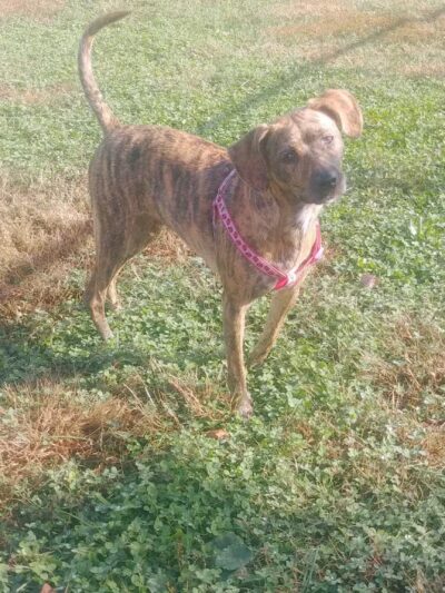 Lower Makefield Township Dog Park (Members Only) - Yardley, PA