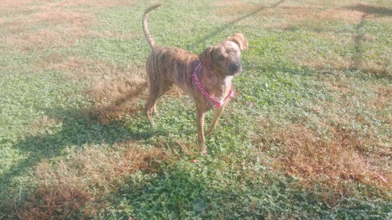 Lower Makefield Township Dog Park (Members Only) - Yardley, PA