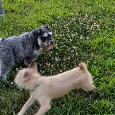 Lower Makefield Township Dog Park (Members Only) - Yardley, PA