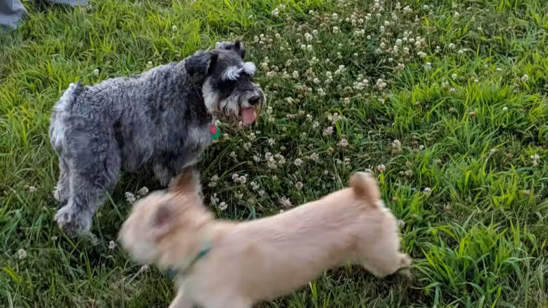 Lower Makefield Township Dog Park (Members Only) - Yardley, PA