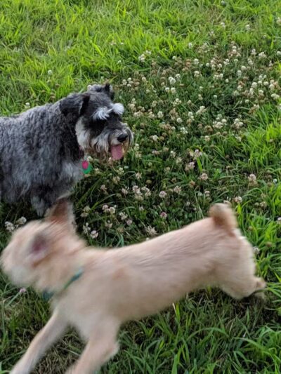 Lower Makefield Township Dog Park (Members Only) - Yardley, PA