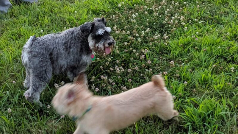 Lower Makefield Township Dog Park (Members Only) - Yardley, PA