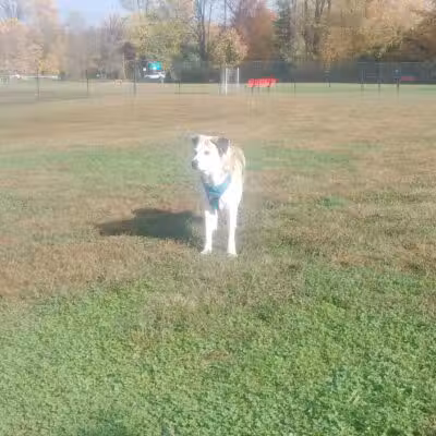 Lower Makefield Township Dog Park (Members Only) - Yardley, PA