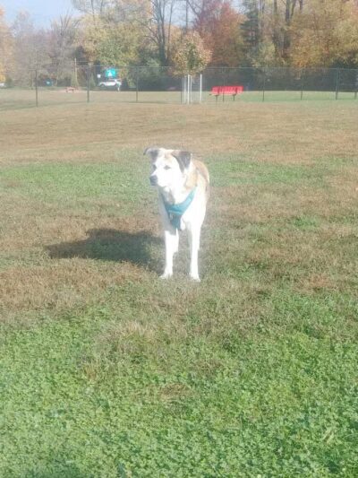 Lower Makefield Township Dog Park (Members Only) - Yardley, PA