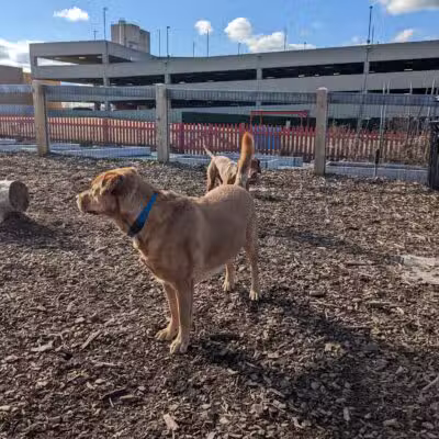 Ridge Hill Dog Park - Yonkers, NY