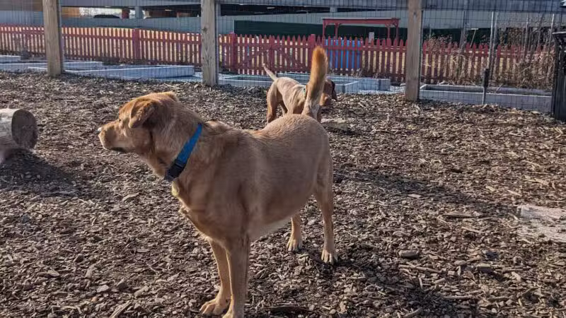 Ridge Hill Dog Park - Yonkers, NY