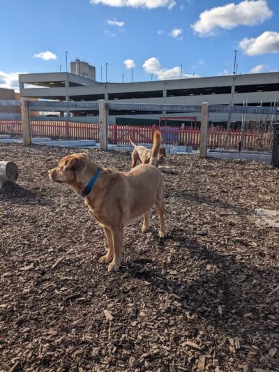 Ridge Hill Dog Park - Yonkers, NY