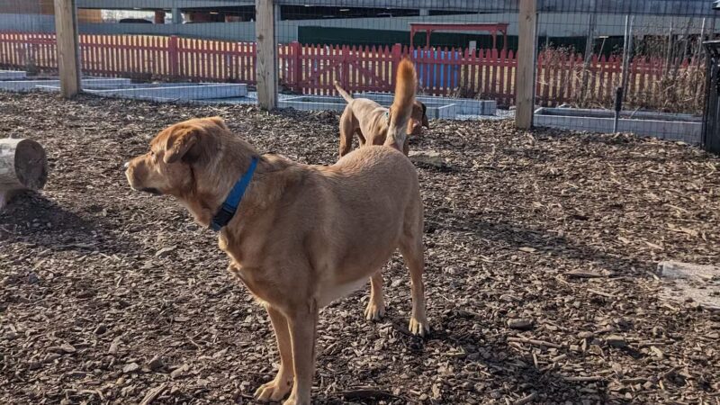 Ridge Hill Dog Park - Yonkers, NY