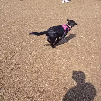 Ridge Hill Dog Park - Yonkers, NY