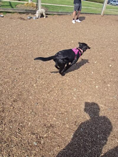 Ridge Hill Dog Park - Yonkers, NY