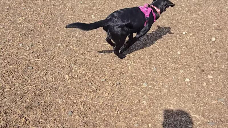 Ridge Hill Dog Park - Yonkers, NY