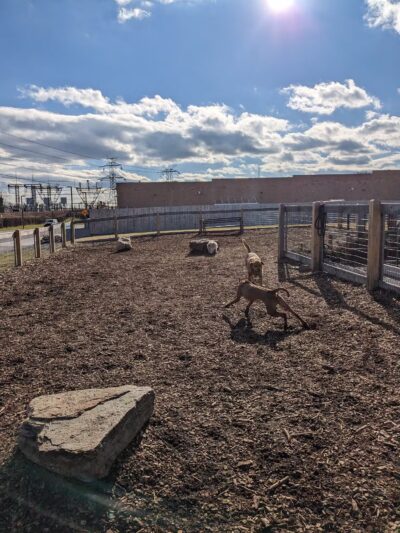 Ridge Hill Dog Park - Yonkers, NY