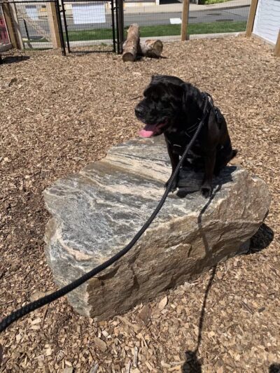 Ridge Hill Dog Park - Yonkers, NY