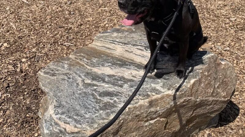 Ridge Hill Dog Park - Yonkers, NY