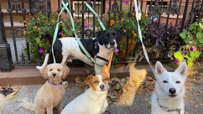 A Walk In The Park BK - ,