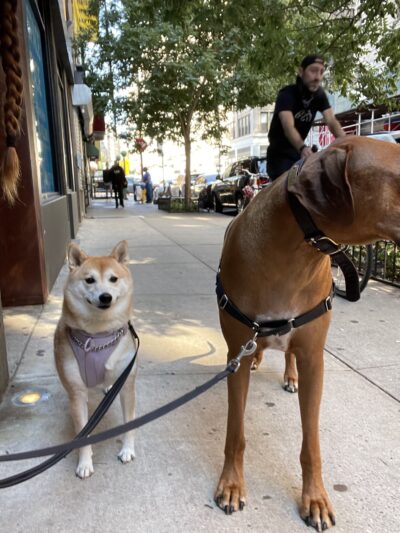 A Walk In The Park BK - ,