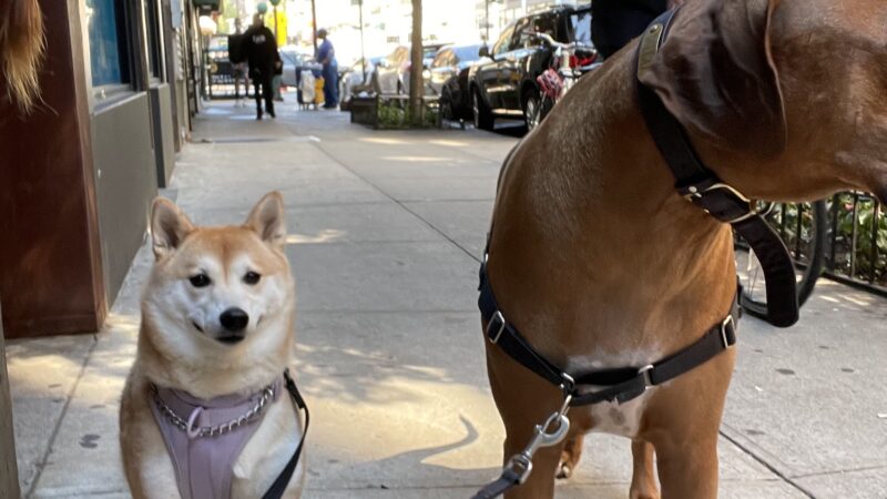 A Walk In The Park BK - ,
