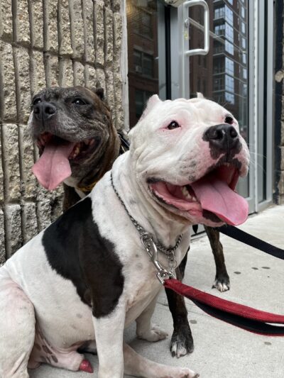 A Walk In The Park BK - ,