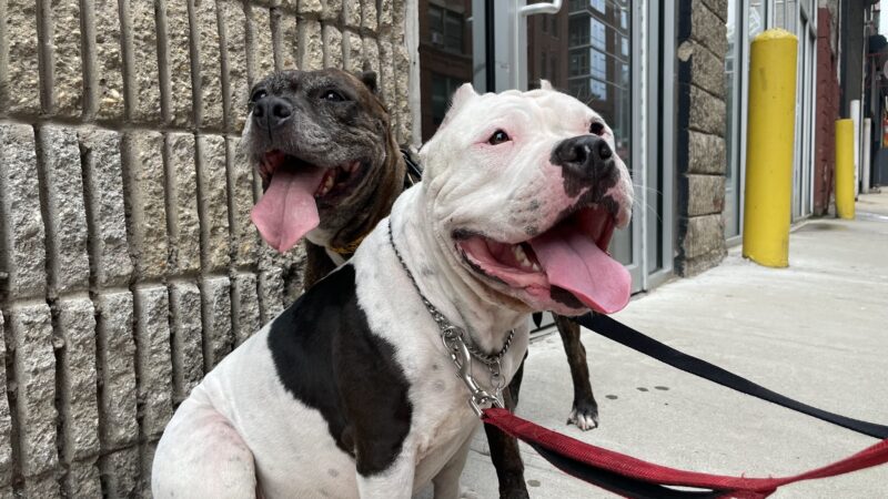 A Walk In The Park BK - ,