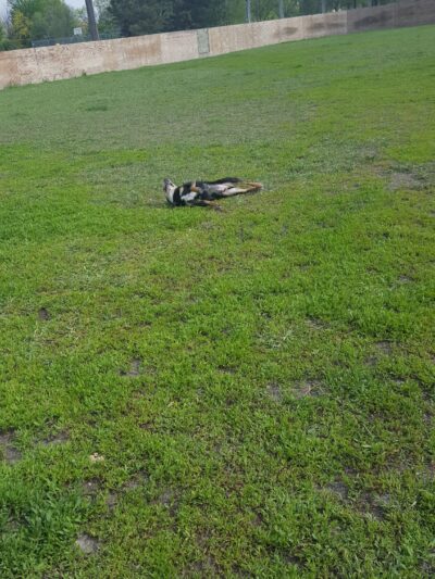 Manor Park - Aberdeen, SD