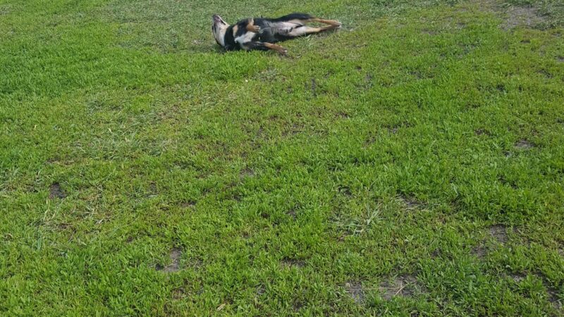 Manor Park - Aberdeen, SD