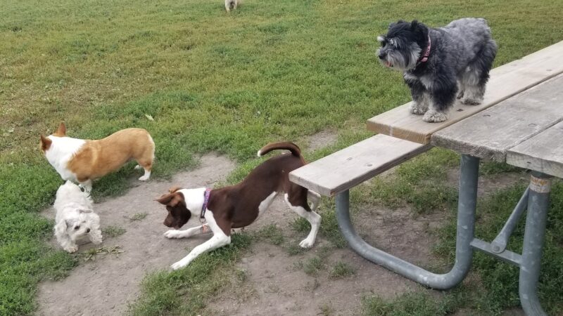 Manor Park - Aberdeen, SD