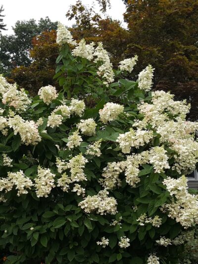 Fordham Park - Aberdeen Township, NJ