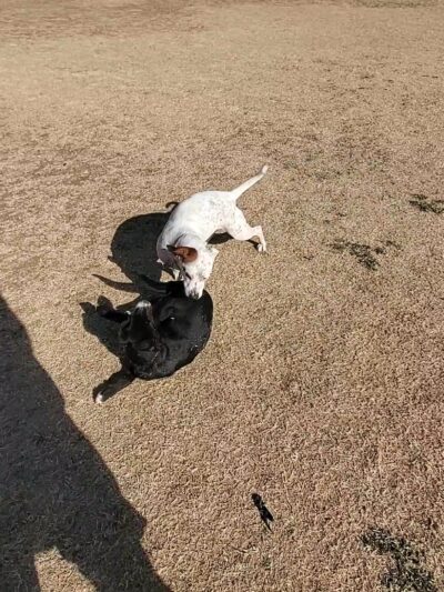 Camp Barkeley Dog Park - Abilene, TX