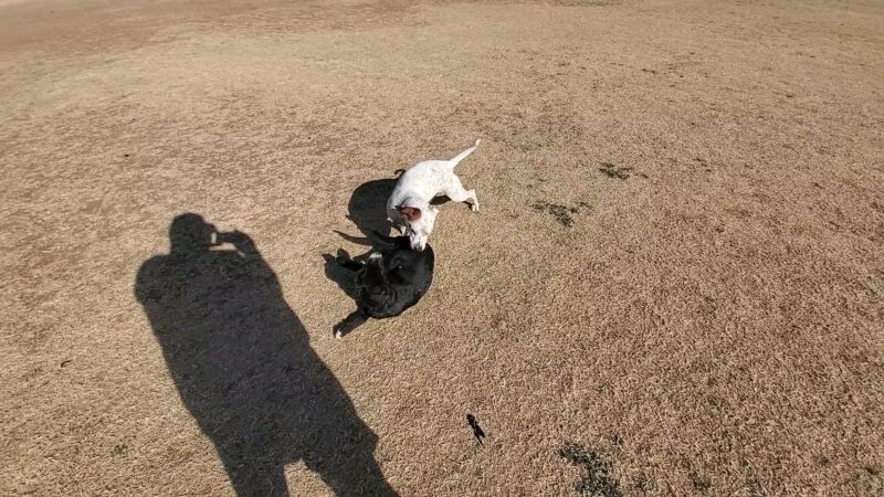 Camp Barkeley Dog Park - Abilene, TX