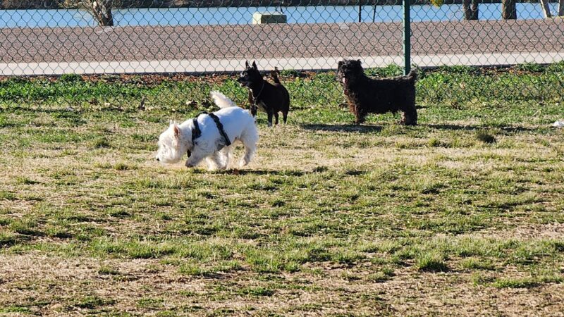 Camp Barkeley Dog Park - Abilene, TX