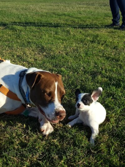Camp Barkeley Dog Park - Abilene, TX