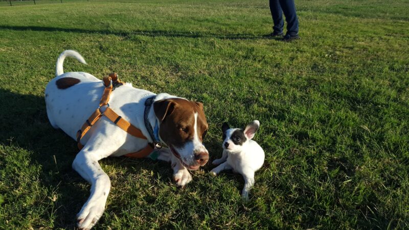 Camp Barkeley Dog Park - Abilene, TX