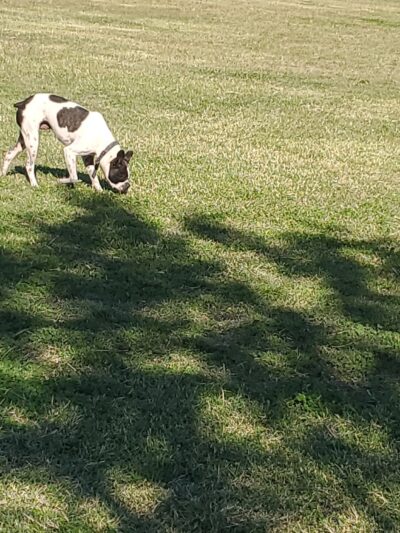 Camp Barkeley Dog Park - Abilene, TX