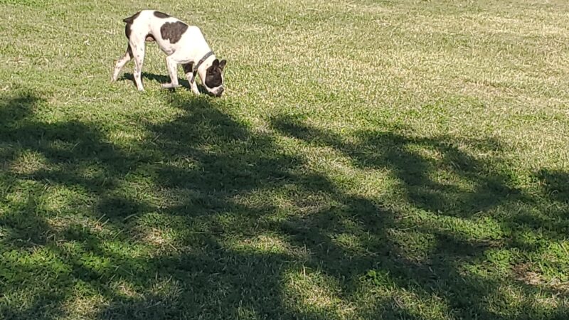 Camp Barkeley Dog Park - Abilene, TX