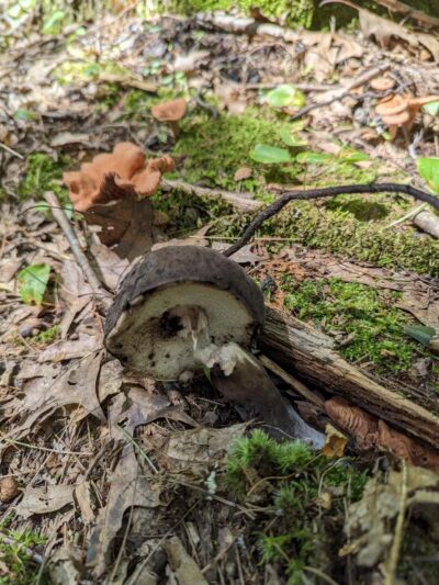 O&W Rail Trail - Accord, NY