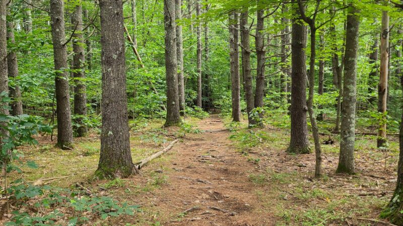 Mary Grant Preserve - Acton, ME