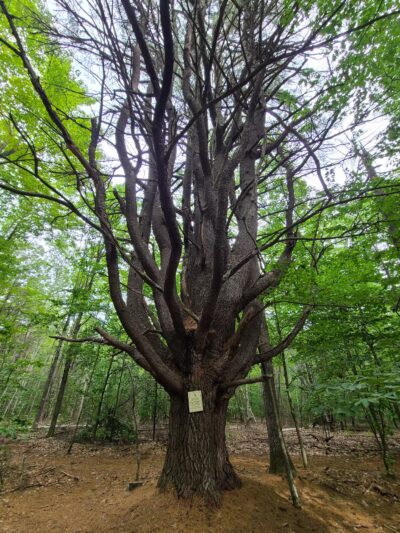 Mary Grant Preserve - Acton, ME