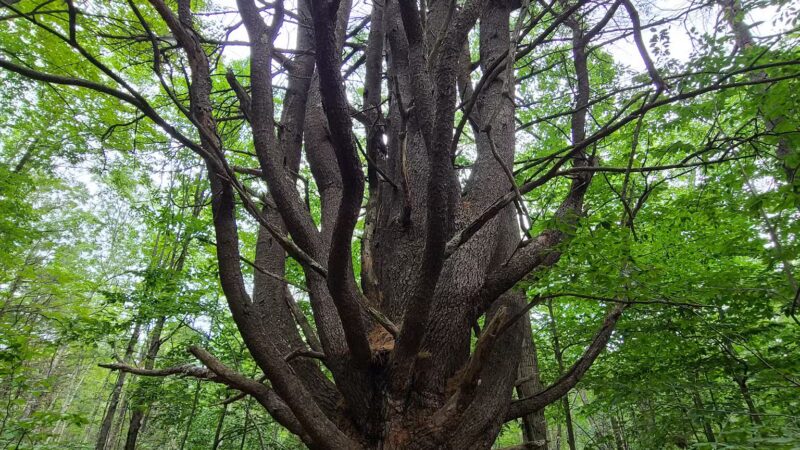 Mary Grant Preserve - Acton, ME