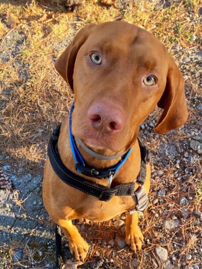 Serenity Farm and Woods - Acton, ME