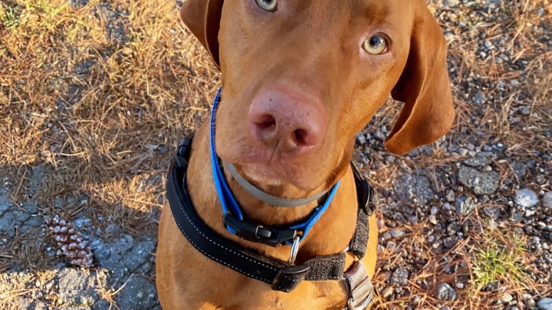 Serenity Farm and Woods - Acton, ME