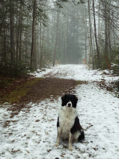 Serenity Farm and Woods - Acton, ME