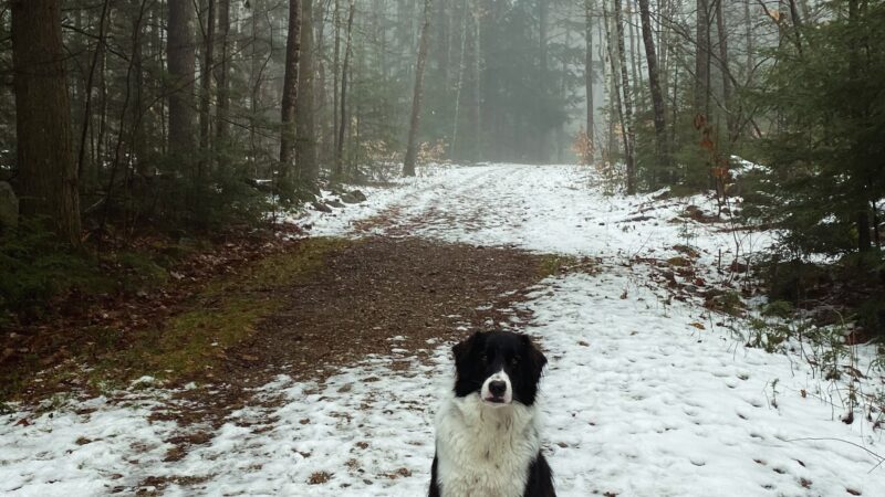 Serenity Farm and Woods - Acton, ME