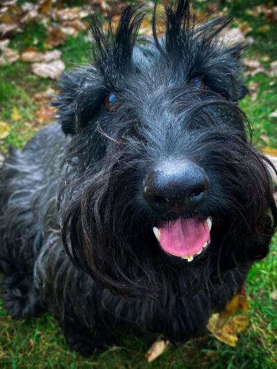 Serenity Farm and Woods - Acton, ME