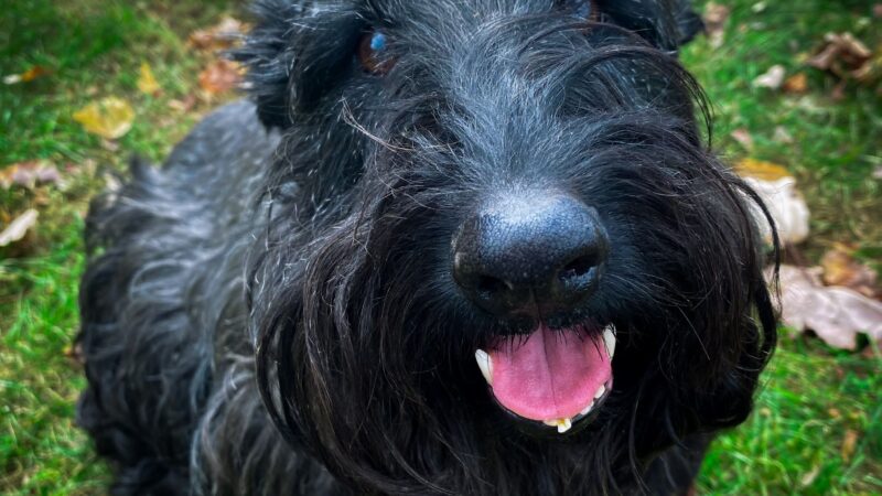 Serenity Farm and Woods - Acton, ME